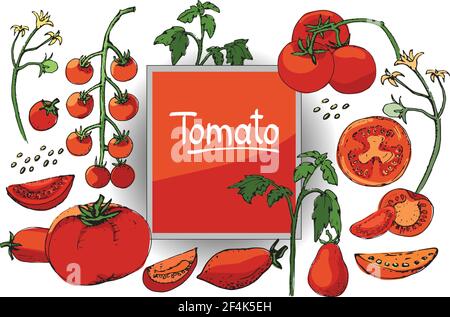 Vektorskizze für Gemüse. Eine Reihe von Tomaten verschiedener Art. Isolierte Tomaten, in Scheiben geschnitten und Kirschtomaten. Rote Früchte. Stock Vektor