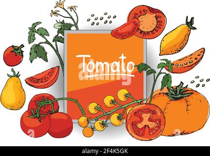 Vector Set mit frischen Tomaten verschiedener Art. Isolierte Tomaten, in Scheiben und Kirschtomaten geschnitten. Rote, gelbe, orange Früchte, grüne Spitzen. Stock Vektor