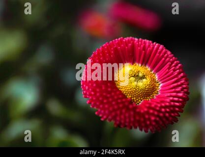 Rote Englische Gänseblümchen. Bellis Perennis Doppelblume. Unscharfer dunkelgrüner Hintergrund. Stockfoto