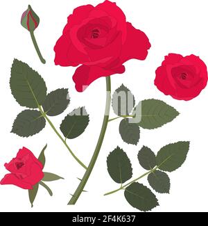 Vektorset mit Rose. Rote Rosen mit Knospen und Blättern auf weißem Hintergrund. Für Grußkarte, Einladung, Rahmen, Banner, Vorlage Stock Vektor
