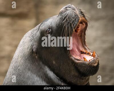 Porträt eines männlichen südlichen Seelöwen (Otaria flavescens) In einem österreichischen Zoo Stockfoto