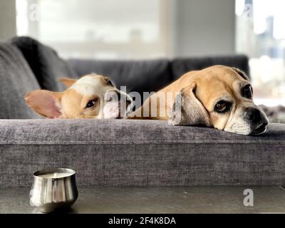 Flacher Fokus von zwei Hunden, die auf einem grauen Sofa liegen In Innenräumen Stockfoto