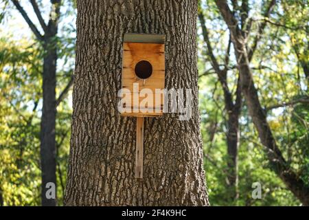Ein Vogelhaus aus Sperrholz auf einem dicken Baumstamm und natürlichen Hintergrund in den sonnigen Tag. Stockfoto