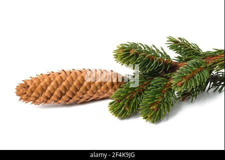 Fichtenzweig mit Kegel isoliert auf weiß Stockfoto