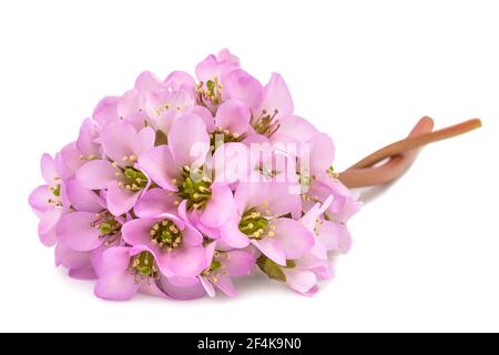 Bergenia crassifolia Blumen isoliert auf weißem Hintergrund Stockfoto