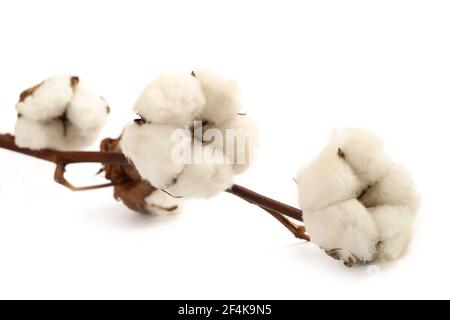 Baumwollzweig mit Blumen isoliert auf dem weißen Hintergrund Stockfoto