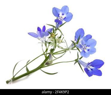 blaue Lobelie Blumen isoliert auf weißem Hintergrund. Stockfoto