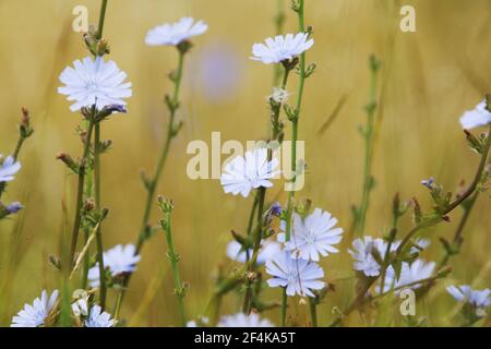 Gewöhnlicher ChicoryCichorium intybus Rainham Marshes RSPB Reserve Essex, UK PL002152 Stockfoto