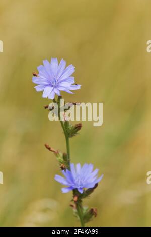 Gewöhnlicher ChicoryCichorium intybus Rainham Marshes RSPB Reserve Essex, UK PL002153 Stockfoto