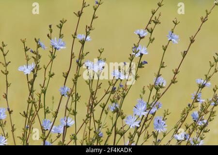 Gewöhnlicher ChicoryCichorium intybus Rainham Marshes RSPB Reserve Essex, UK PL002157 Stockfoto