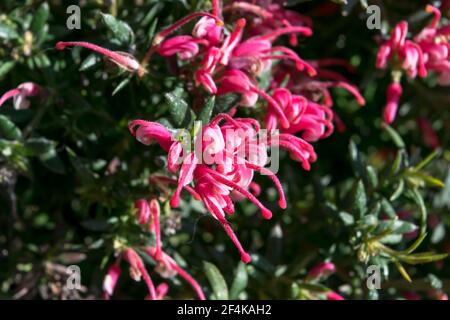 Nahaufnahme einer wunderbaren Pflanze von Justicia carnea, mit ihren charakteristischen bunten Blumen. Stockfoto