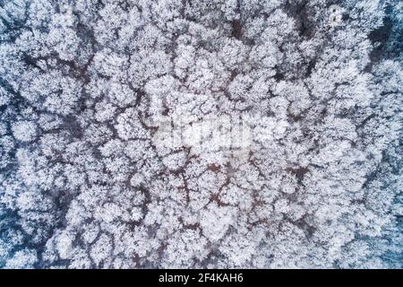 Luftaufnahme Winter Wald Stockfoto