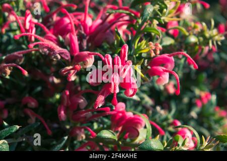 Nahaufnahme einer wunderbaren Pflanze von Justicia carnea, mit ihren charakteristischen bunten Blumen. Stockfoto