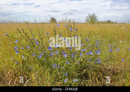 Gewöhnlicher ChicoryCichorium intybus Rainham Marshes RSPB Reserve Essex, UK PL002160 Stockfoto