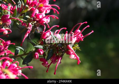 Nahaufnahme einer wunderbaren Pflanze von Justicia carnea, mit ihren charakteristischen bunten Blumen. Stockfoto