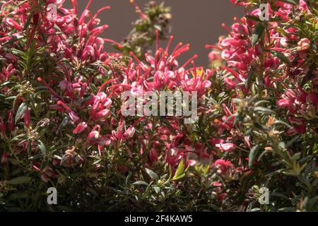 Nahaufnahme einer wunderbaren Pflanze von Justicia carnea, mit ihren charakteristischen bunten Blumen. Stockfoto