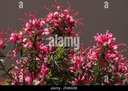 Nahaufnahme einer wunderbaren Pflanze von Justicia carnea, mit ihren charakteristischen bunten Blumen. Stockfoto