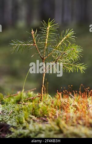 Eine sehr kleine Kiefer, die im Wald wächst Stockfoto