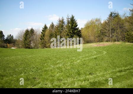 Ein großes grünes leeres Feld mit Bäumen Stockfoto