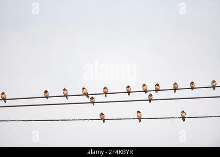 Vögel am Draht, kleine Vögel am Kabel Stockfoto