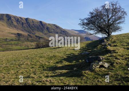 Hawtorn Tree mit Lakeland Fells im Hintergrund, Lake District National Park, St. John's in the Vale, Keswick, Cumbria, England, Großbritannien Stockfoto