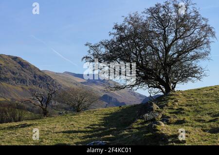 Hawtorn Tree mit Lakeland Fells im Hintergrund, Lake District National Park, St. John's in the Vale, Keswick, Cumbria, England, Großbritannien Stockfoto