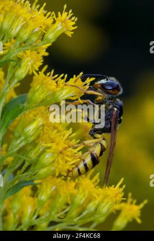 Bienenwolf, Blütenbesuch an Kanadische Goldrute, Philanthus triangulum, Philanthus apivorus, Europäischer Bienenwolf, Bienenwolf, Bienenfressende philanthus, le phil Stockfoto