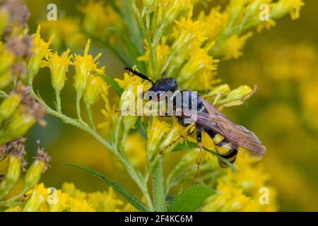 Bienenwolf, Blütenbesuch an Kanadische Goldrute, Philanthus triangulum, Philanthus apivorus, Europäischer Bienenwolf, Bienenwolf, Bienenfressende philanthus, le phil Stockfoto