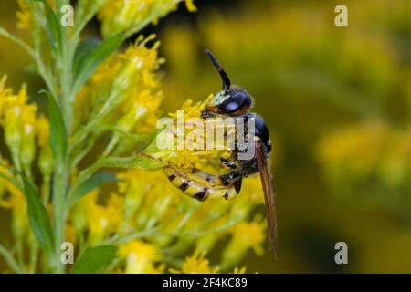 Bienenwolf, Blütenbesuch an Kanadische Goldrute, Philanthus triangulum, Philanthus apivorus, Europäischer Bienenwolf, Bienenwolf, Bienenfressende philanthus, le phil Stockfoto