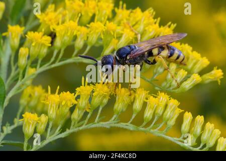 Bienenwolf, Blütenbesuch an Kanadische Goldrute, Philanthus triangulum, Philanthus apivorus, Europäischer Bienenwolf, Bienenwolf, Bienenfressende philanthus, le phil Stockfoto