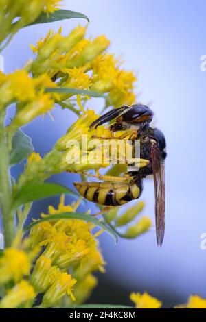 Bienenwolf, Blütenbesuch an Kanadische Goldrute, Philanthus triangulum, Philanthus apivorus, Europäischer Bienenwolf, Bienenwolf, Bienenfressende philanthus, le phil Stockfoto