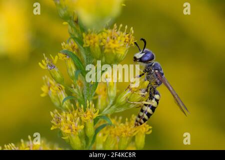 Bienenwolf, Blütenbesuch an Kanadische Goldrute, Philanthus triangulum, Philanthus apivorus, Europäischer Bienenwolf, Bienenwolf, Bienenfressende philanthus, le phil Stockfoto