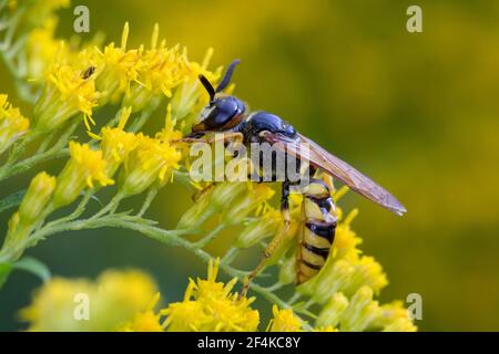 Bienenwolf, Blütenbesuch an Kanadische Goldrute, Philanthus triangulum, Philanthus apivorus, Europäischer Bienenwolf, Bienenwolf, Bienenfressende philanthus, le phil Stockfoto