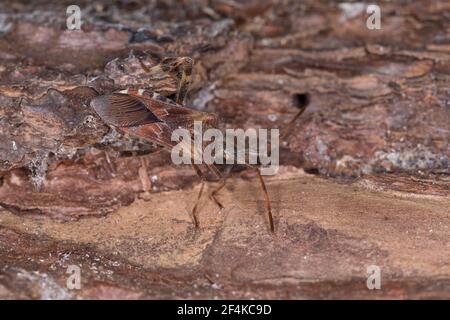Amerikanische Kiefernwanze, amerikanische Zapfenwanze, nordamerikanische Zapfenwanze, Leptoglossus occidentalis, westlicher Koniferkäfer, la punaise