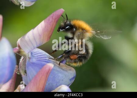 Ackerhummel, Acker-Hummel, Hummel, Weibchen, Blütenbesuch an Lupin, Pollenhöschen, Bombus pascuorum, Bombus agrorum, Megabombus pascuorum floralis, c Stockfoto