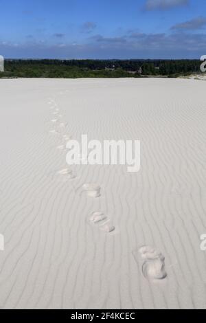 Geographie / Reisen, Dänemark, Nordjylland, Råbjerg Mile, Sanddüne Råbjerg Mile, Nordjylland, , Additional-Rights-Clearance-Info-not-available Stockfoto