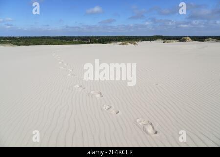 Geographie / Reisen, Dänemark, Nordjylland, Råbjerg Mile, Sanddüne Råbjerg Mile, Nordjylland, , Additional-Rights-Clearance-Info-not-available Stockfoto