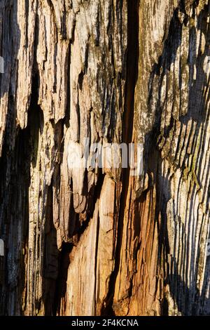 Nahaufnahme der alten Baumrinde Textur Hintergrund Stockfoto