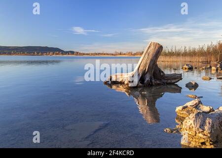 Geographie / Reisen, Deutschland, Bayern, Kochel am See, Wurzel im Kochelsee, Kochel am l, Additional-Rights-Clearance-Info-Not-available Stockfoto