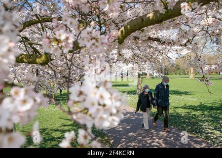 Mitglieder der Öffentlichkeit gehen auf einem mit Blüten gesäumten Pfad im Battersea Park, London, hinunter. Bilddatum: Montag, 22. März 2021. Stockfoto