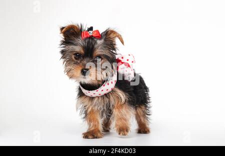 Yorkshire Terrier Welpe mit Kleid, 3 Monate alt, isoliert auf weiß Stockfoto