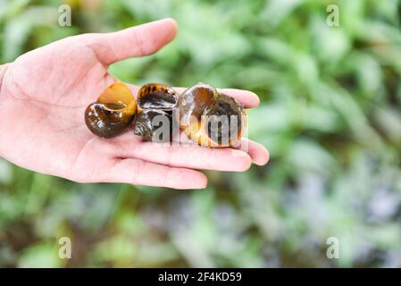 Apfelschnecke Süßwasser Schnecke Fluss aus Naturfeld in der Hand, Pila ampullacea Schalentiere Stockfoto