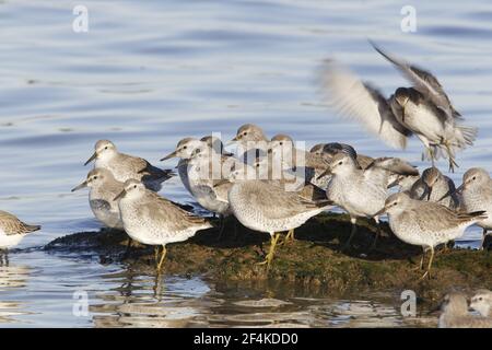 Knoten - HochtidenroostCalidris canutus River Stour Essex, Großbritannien BI021322 Stockfoto