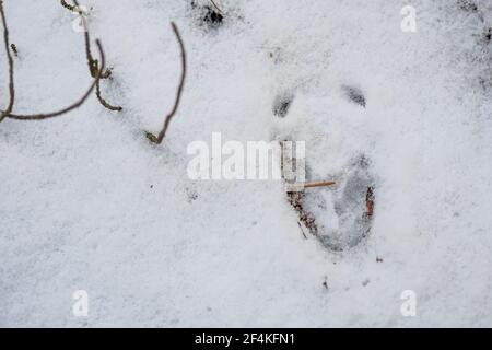 Hirsch Fußabdruck im Schnee im Winter oder Frühjahr im Wald oder Wald, aus der Nähe Stockfoto