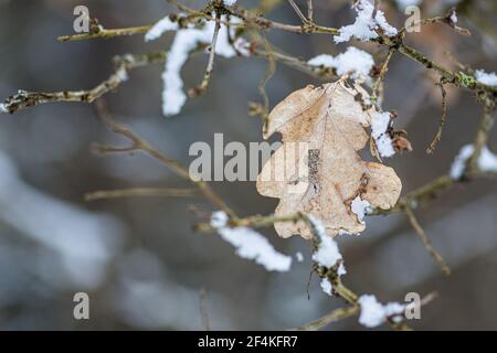 Schönes graues trockenes Blatt auf dem Ast des Baumes, der mit Schnee oder Frost bedeckt ist, die kalte Temperatur im Winter oder im Frühling, nah oben Stockfoto