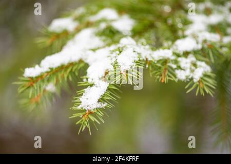 Tanne oder Kiefer Zweig und Blätter oder Nadeln mit Schnee unter Sonnenstrahlen im Wald oder Wald im Winter oder Frühling bedeckt, schließen Stockfoto