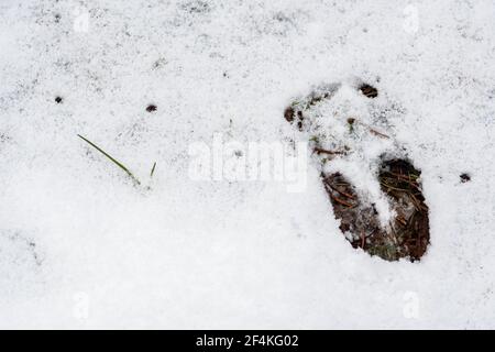 Hirsch Fußabdruck im Schnee im Winter oder Frühjahr im Wald oder Wald, aus der Nähe Stockfoto