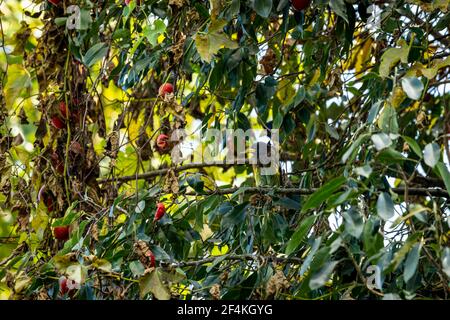 Große Barbet oder Megalaima virens Vogelportrait in Naturgrün Hintergrund auf einem Obstbaum am Fuße des himalaya uttarakhand indien Stockfoto