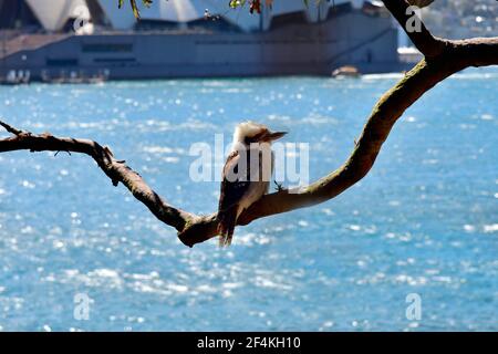 Australien, lachend Kookaburra auf Baumzweig Stockfoto