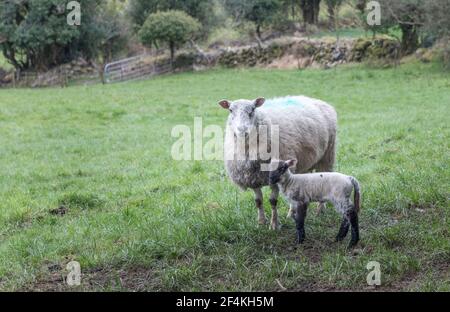 Gougane Barra, Cork, Irland. März 2021, 22nd. Ein Lammbaby mit seiner Mutter auf der Bergseite bei Gougane Barra, Co. Cork, Irland. - Credit David Creedon / Alamy Live News Stockfoto